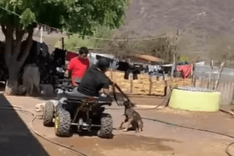 perrito_ejecutado_9e84c8a259