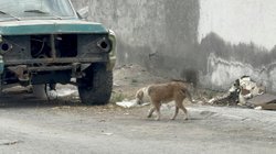 perro_garrapatas_ramos_arizpe1_4ffc2029b9