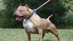 perro_mujer_cdmx_0025441525
