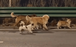 perros_china_5399e9ba55