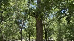 plaga_arbol_nuez1_1373c0a709