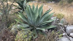 planta_agave_mezcal_4be64f7f81