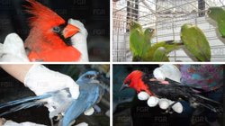 procesan_dos_trafico_aves_morelos_4cff56a047