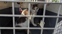 proteccion_civil_salva_gato1_b7d8b286b9