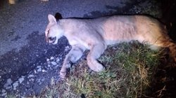 puma_atropellado_ff790212e3