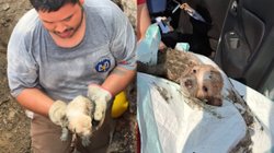 rescatan_cachorro_tuberia_juarez_18e5657a7c