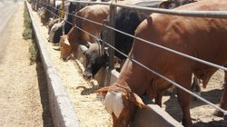 sequia_bloqueos_ahogan_ganaderos_coahuila_8b0f14c70e