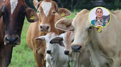 sheinbaum_ganado_f1a02fe531