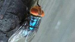 suman_cuatro_casos_de_gusano_barrenador_212a885464