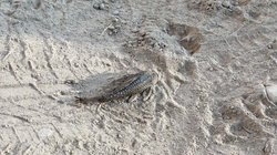 tamaulipas_peces_diablo_f6f9afdb13