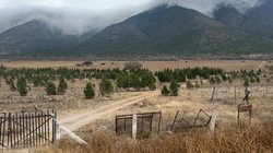 tamaulipas_pinos_navidad_a2423d7a24