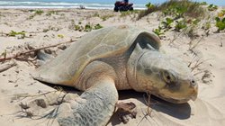 tortuga_lora_7a3003b18b