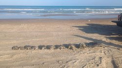 tortugas_mueren_playa_bagdad_7e3d4b55fa