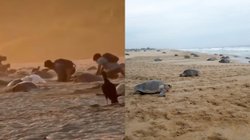 tortugas_oaxaca_6bd47d5036