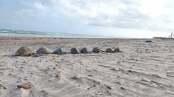 tortugas_varadas_tamaulipas_eac66cb6e8