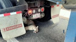 trailero_rescata_puma_en_carretera_coahuila_b967d9c0c3