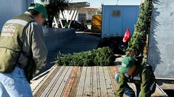 verificacion_de_bosques_importados_2c4b7f3355